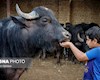 کمبود تانکر برای حمل آب در خوزستان / ایجاد استخرهایی برای تامین آب گاومیش‌ها