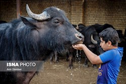 کمبود تانکر برای حمل آب در خوزستان / ایجاد استخرهایی برای تامین آب گاومیش‌ها