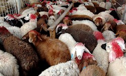 ضرر ۴.۵ میلیون دلاری به بخش دام کشور با توقف صادرات