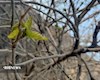 طبیعت روستای دراز دره خوزستان در آستانه بهار