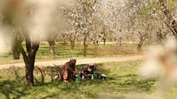 بهار در کشمیر