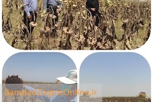 برداشت گل های خورشیدی آفتابگردان درزمینهای کشاورزی کارون
