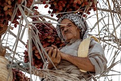 برداشت خرما در خوزستان آغاز شد