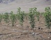 استاندار:کارگروهی ملی برای توسعه و حمایت از زراعت چوب در خوزستان تشکیل می‌شود