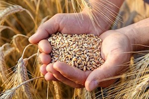 باقی‌مانده مطالبات گندمکاران خوزستان هفته آینده پرداخت می‌شود