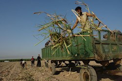 نیشکر می‌کارند تا شهد و شکر درو کنند