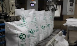 هدف‌گذاری تولید بیش از ۷۰۰ هزار تن شکر سفید در شرکت توسعه نیشکر
