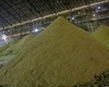 تولید شکر زرد هفت‌تپه به 600 تُن در روز افزایش می‌یابد