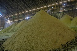 تولید شکر زرد هفت‌تپه به 600 تُن در روز افزایش می‌یابد