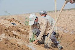 نیشکر می‌تواند در تولید نهال پیشگام شود/ زراعت چوب محوری‌ترین طرح خوزستان است