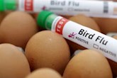 ابراز نگرانی سازمان جهانی بهداشت نسبت به گسترش آنفلوآنزای پرندگان در بین انسان‌ها