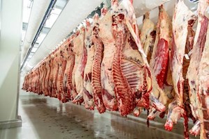 صدورمجوز تاسیس کشتارگاه دام در اندیکا