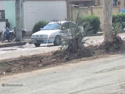 قطع پی در پی درختان بلوار های شهر هندیجان / تصاویر