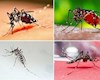 بیماری تب دِنگی (Dengue fever) چیست و عوارض و خطرات آن چگونه است ؟