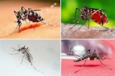 بیماری تب دِنگی (Dengue fever)  چیست و عوارض و خطرات آن چگونه است ؟