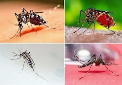بیماری تب دِنگی (Dengue fever)  چیست و عوارض و خطرات آن چگونه است ؟