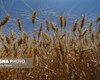 ۲۶۰۰ میلیارد تومان دیگر از مطالبات گندمکاران خوزستانی پرداخت شد
