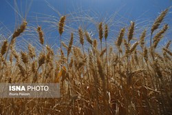 ۲۶۰۰ میلیارد تومان دیگر از مطالبات گندمکاران خوزستانی پرداخت شد