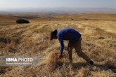 تسریع در پرداخت مطالبات و تعلیق جریمه‌های کشاورزان خوزستان تصویب شد