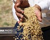 از پرداخت باقیمانده مطالبات گندمگاران خوزستان چه خبر؟