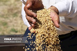 از پرداخت باقیمانده مطالبات گندمگاران خوزستان چه خبر؟