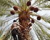 قیمت خرما باید به سود کشاورزان باشد / لزوم حمایت از نخلداران