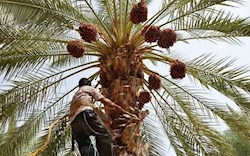 قیمت خرما باید به سود کشاورزان باشد / لزوم حمایت از نخلداران