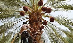 قیمت خرما باید به سود کشاورزان باشد / لزوم حمایت از نخلداران
