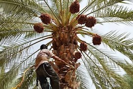 قیمت خرما باید به سود کشاورزان باشد / لزوم حمایت از نخلداران