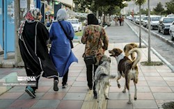 بحران سگ‌های بی‌صاحب در آبادان؛ تهدیدی برای امنیت، سلامت و گردشگری