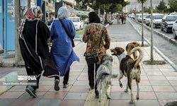 بحران سگ‌های بی‌صاحب در آبادان؛ تهدیدی برای امنیت، سلامت و گردشگری