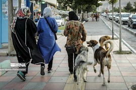 بحران سگ‌های بی‌صاحب در آبادان؛ تهدیدی برای امنیت، سلامت و گردشگری