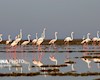 سرشماری ۷۵۰۰ فلامینگو در زیستگاه‌های آبی خوزستان