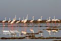 سرشماری ۷۵۰۰ فلامینگو در زیستگاه‌های آبی خوزستان