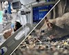 دبیرکل سازمان جهانی بهداشت: کشورها برای موارد بیشتر هانتاویروس آماده باشند