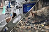 دبیرکل سازمان جهانی بهداشت: کشورها برای موارد بیشتر هانتاویروس آماده باشند