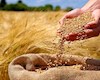 خرید بیش از یک میلیون و ۳۰۰ هزار تن گندم از کشاورزان خوزستانی