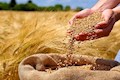 خرید بیش از یک میلیون و ۳۰۰ هزار تن گندم از کشاورزان خوزستانی