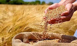 خرید بیش از یک میلیون و ۳۰۰ هزار تن گندم از کشاورزان خوزستانی