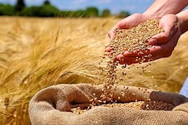 خرید بیش از یک میلیون و ۳۰۰ هزار تن گندم از کشاورزان خوزستانی