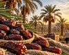 خرما زیاد است، ارزش افزوده کم/ اقتصاد نخلستان‌ها کجا گیر دارد؟