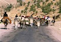 حکایت درد آور کوچ