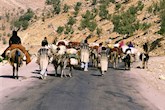 حکایت درد آور کوچ
