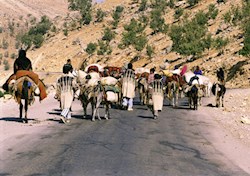 حکایت درد آور کوچ