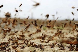 مهار موج دوم ریزش ملخ‌ها در خوزستان